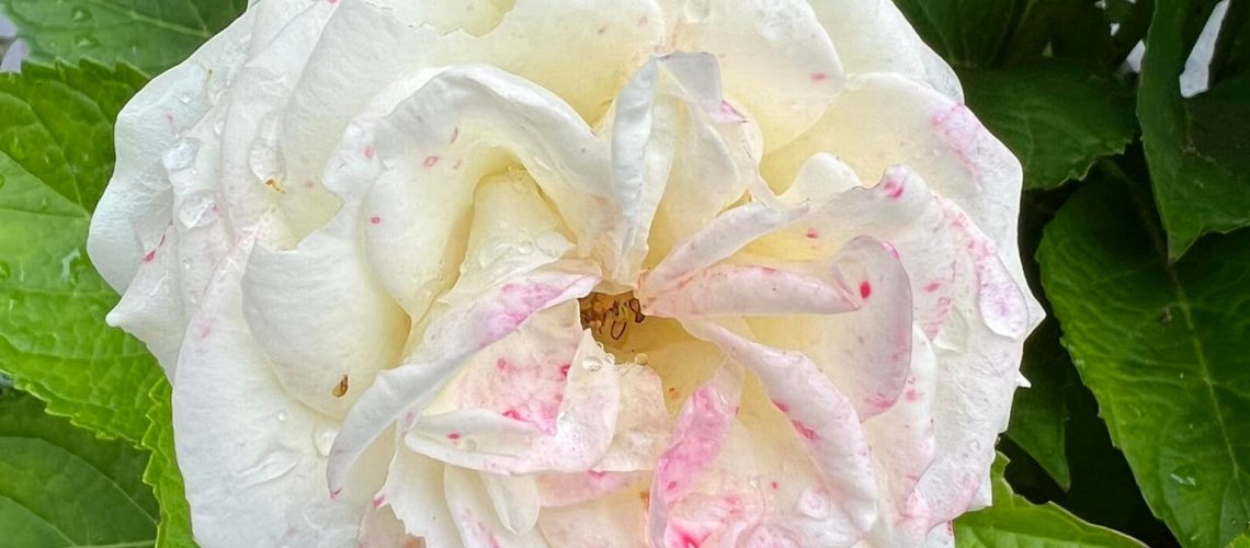 298219890_1031926597617495_5229463202649794021_n